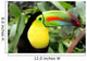Toucan