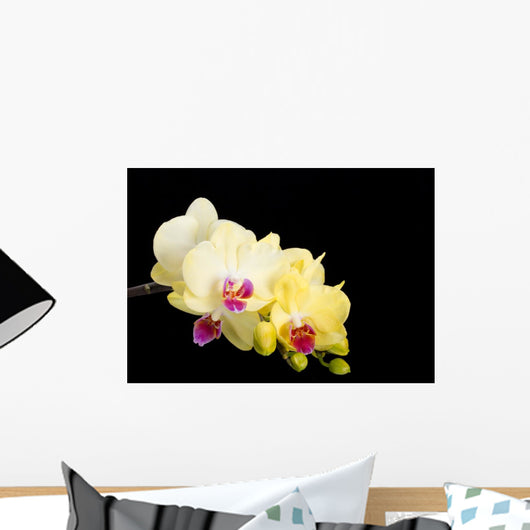 Yellow Orchid Black