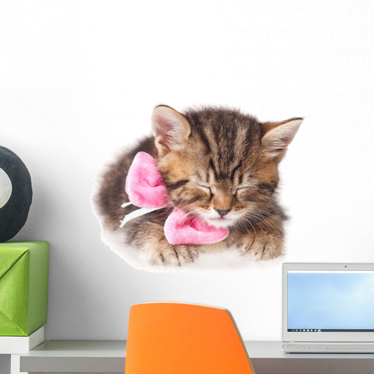 Cute Kitten