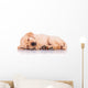Little Labrador Retriever Puppy