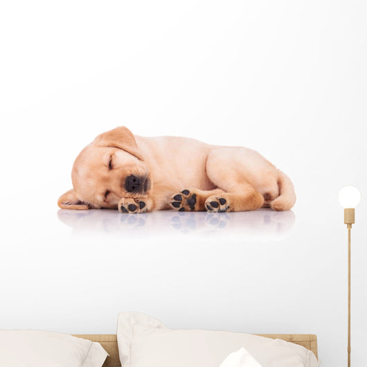 Little Labrador Retriever Puppy