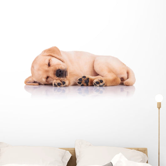 Little Labrador Retriever Puppy