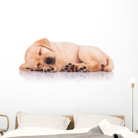 Little Labrador Retriever Puppy