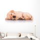Little Labrador Retriever Puppy