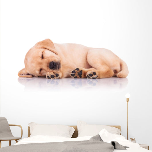 Little Labrador Retriever Puppy