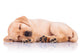 Little Labrador Retriever Puppy