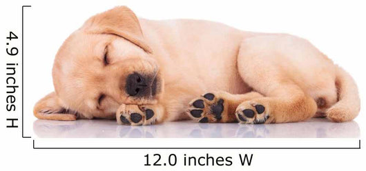 Little Labrador Retriever Puppy