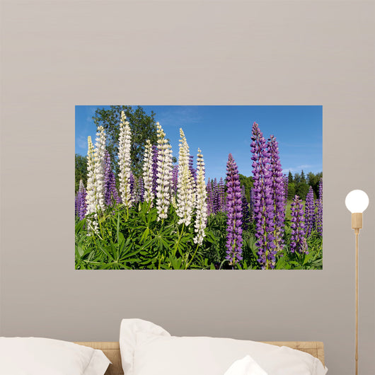 White and Blue Lupins Wall Mural