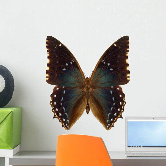 Exotic Butterfly