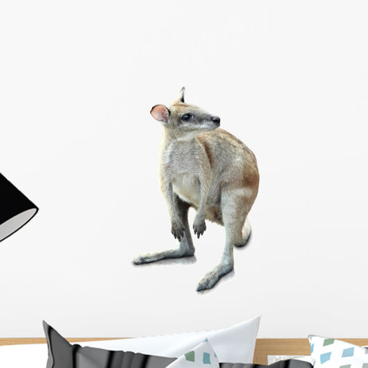 Kangaroo