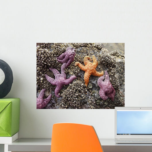 Starfish One Is Not Wall Mural