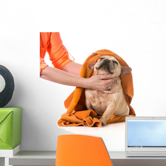 Dog Grooming