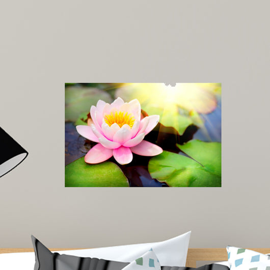 Blooming Floating Waterlilly Closeup