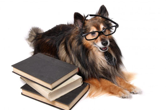 Sheltie Dog at the Office Wall Decal