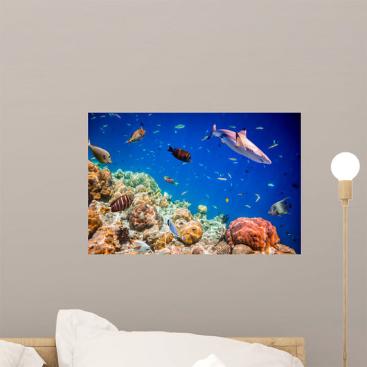 Tropical Coral Reef
