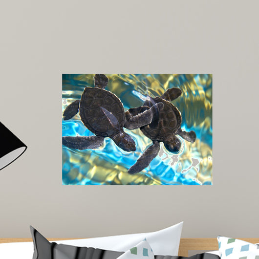 Two Baby Sea Turtles Swimming in Water Wall Mural