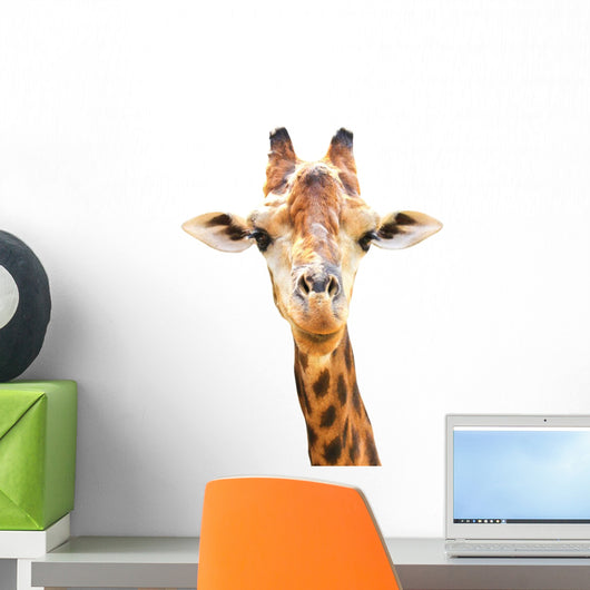 Closeup Portrait Giraffe White
