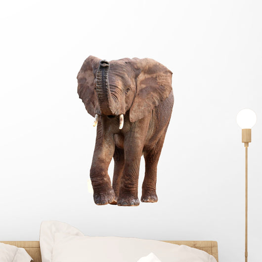 African Elephant