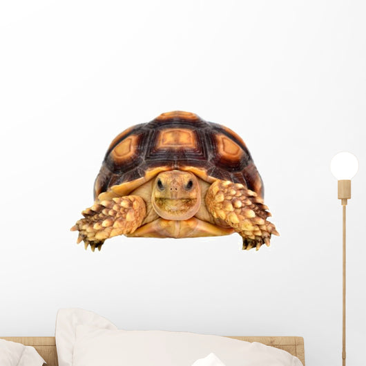 African Spurred Sulcata White