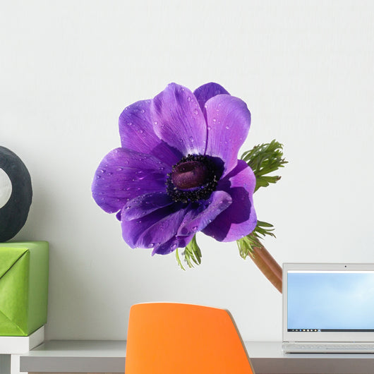 Purple anemone flower Wall Decal