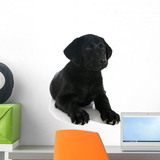 Puppy Labrador Retriever Wall Decal