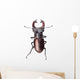 Stag Beetle Lucanus Cervus Isolated on White Background Wall Decal