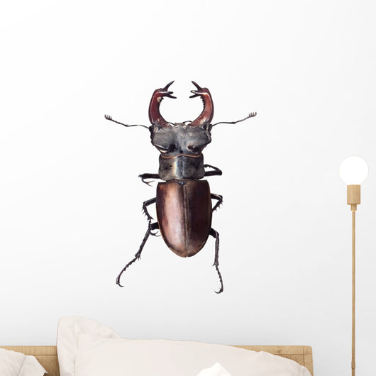 Stag Beetle Lucanus Cervus Isolated on White Background Wall Decal