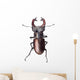 Stag Beetle Lucanus Cervus Isolated on White Background Wall Decal