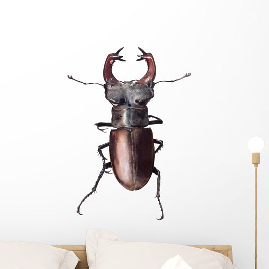 Stag Beetle Lucanus Cervus Isolated on White Background Wall Decal
