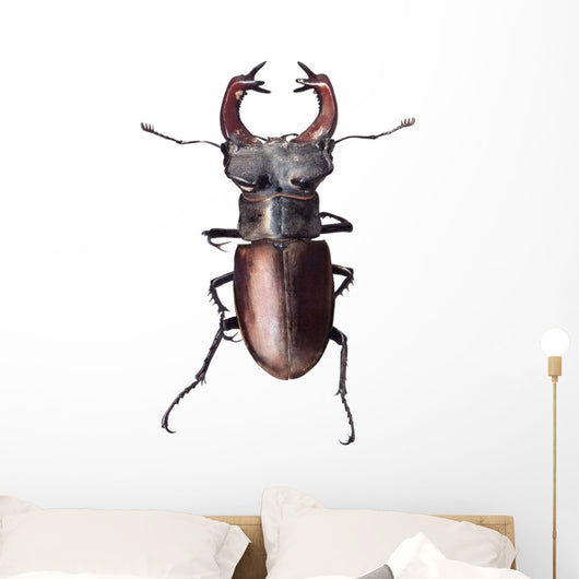 Stag Beetle Lucanus Cervus Isolated on White Background Wall Decal