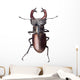 Stag Beetle Lucanus Cervus Isolated on White Background Wall Decal