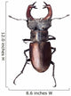 Stag Beetle Lucanus Cervus Isolated on White Background Wall Decal