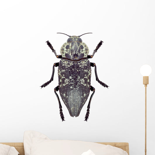 Beetle Metallic Wood Borer Capnodis Cariosa Wall Decal
