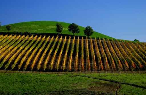 Chianti Wall Decal