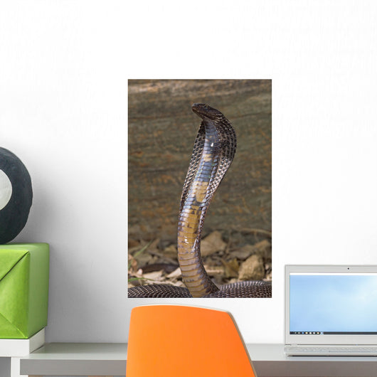 Snake-Black Pakastani Cobra Wall Mural