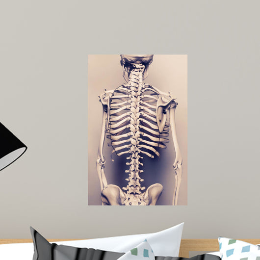 Human Skeleton Back Vertebral