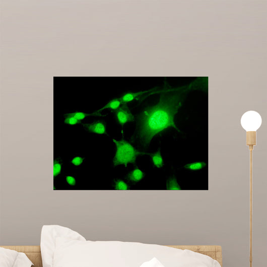 Fluorescent Cells Biology and