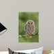 Juvenile Ural Owl