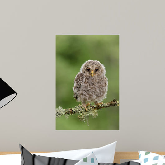 Juvenile Ural Owl