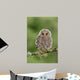 Juvenile Ural Owl