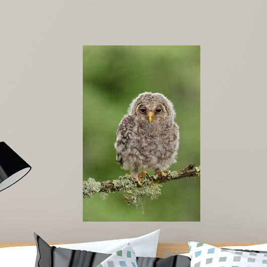 Juvenile Ural Owl