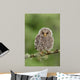 Juvenile Ural Owl