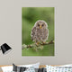 Juvenile Ural Owl