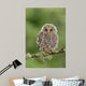 Juvenile Ural Owl