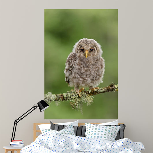 Juvenile Ural Owl