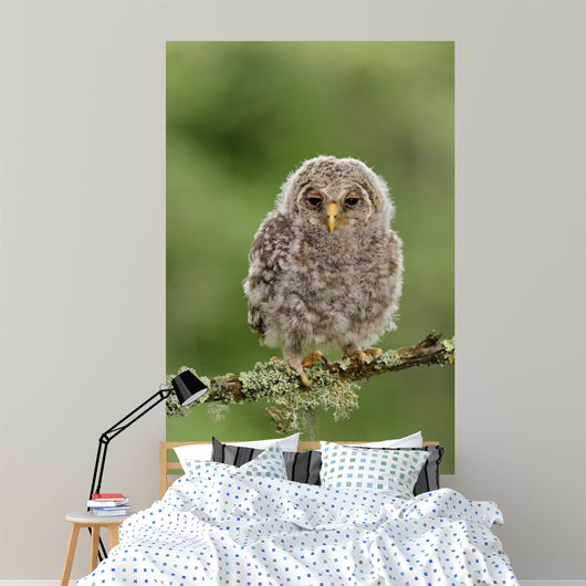 Juvenile Ural Owl