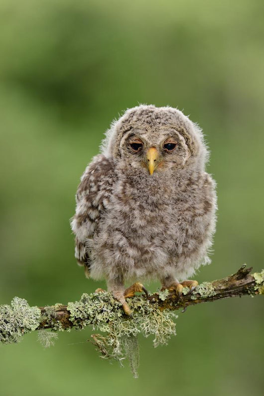Juvenile Ural Owl