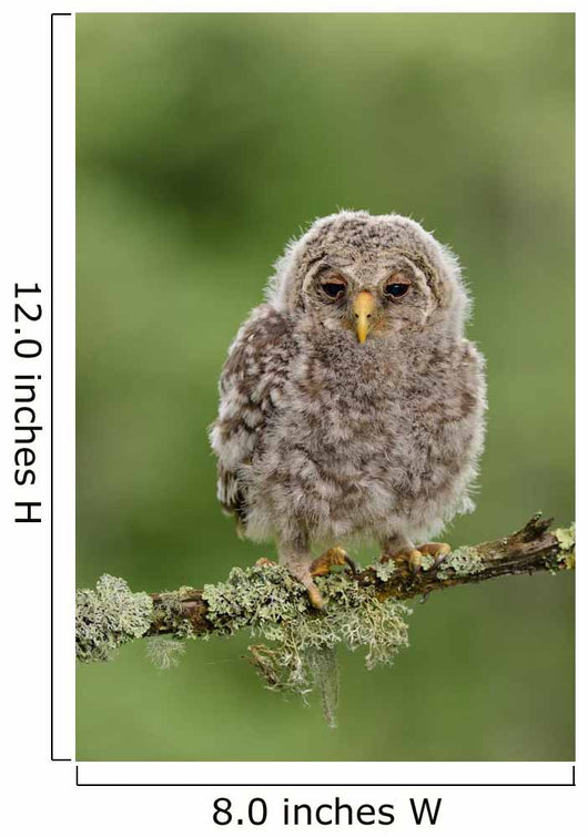 Juvenile Ural Owl