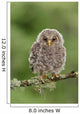 Juvenile Ural Owl