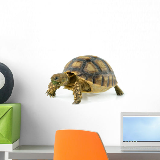 African Spurred Sulcata White
